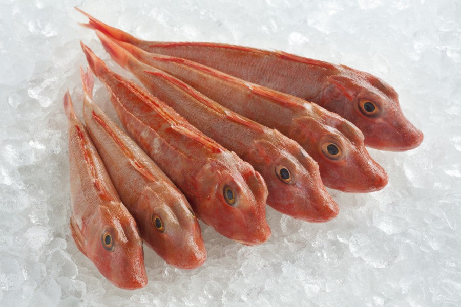 Fresh Gurnard