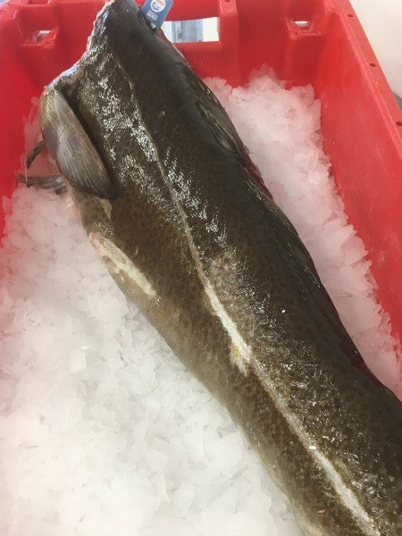 Skrei Cod - Unique Top Quality Cod