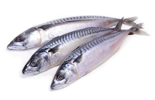 Mackerel Fish