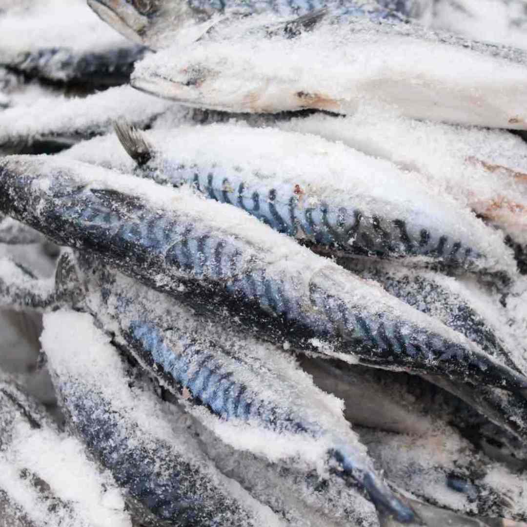 FROZEN FISH