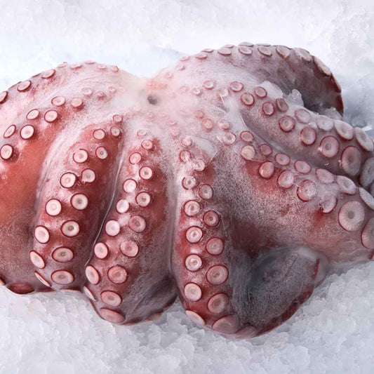 Octopus - Frozen