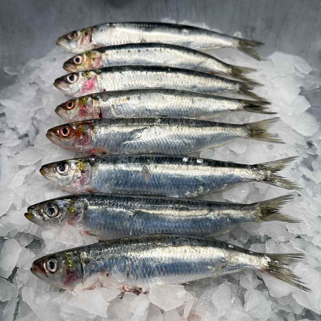 Fresh Sardines