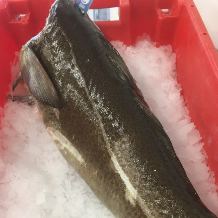 Skrei Cod