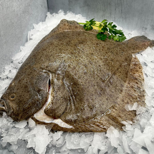 Turbot