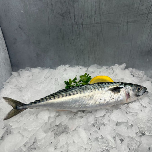 Mackerel