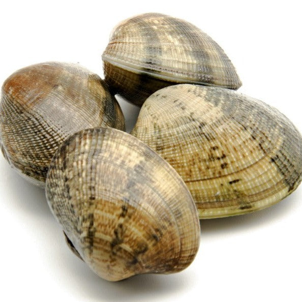 Clams Live