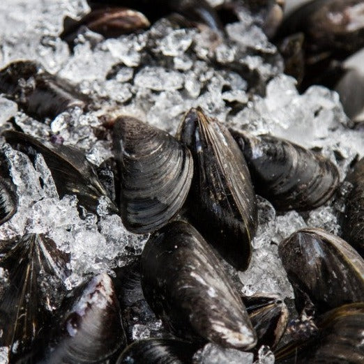 Fresh  Mussels - £6.50 per kilo