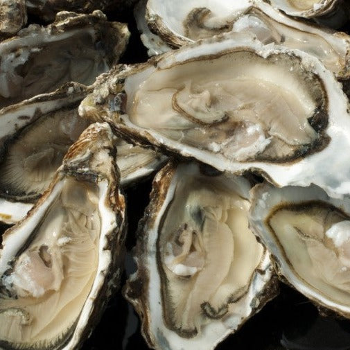 Oysters